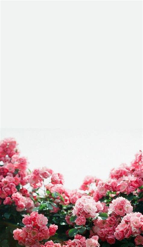 Flower Aesthetic Tumblr Wallpapers - Top Những Hình Ảnh Đẹp