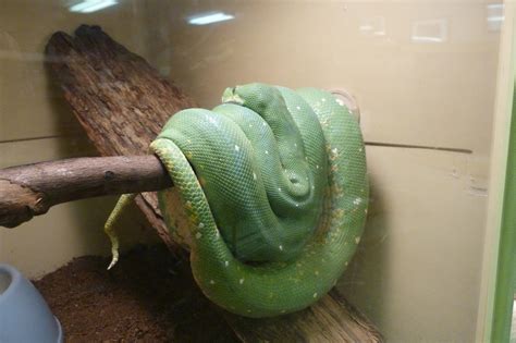 GordonGrice.com: Green Tree Boa