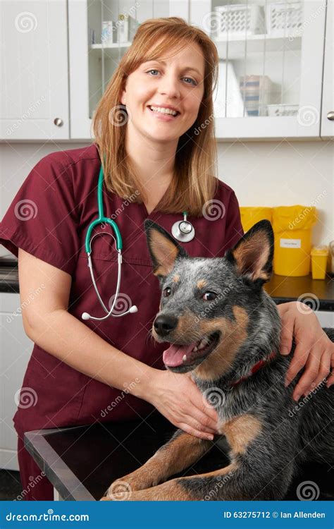 Female Vet Examining Dog in Surgery Stock Photo - Image of canine, surgery: 63275712