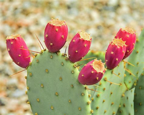 Red Cactus Fruit Photograph by Lisbet Sjoberg - Pixels