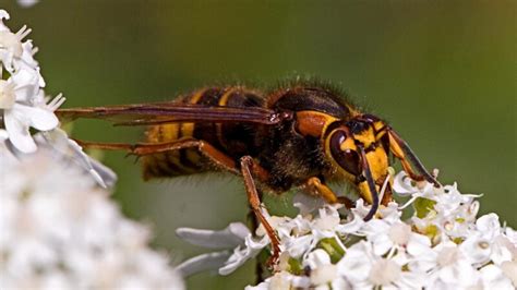 Stung by a Large European Hornet? | Information and Control Guide ...