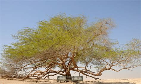 Tree of Life - Bahrain | Photo by: Amer Olba™ - Flickr