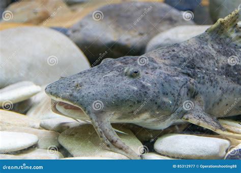 Devil catfish stock image. Image of anarhichas, single - 85312977