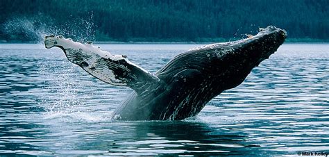 Humpback Whale Breach, Glacier Bay National Park, Alaska – Image 2537 ...