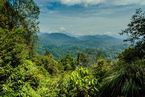 Taman Negara, la selva más antigua del mundo - Mi Viaje