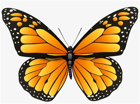 Orange Butterfly Png Clip Art - Orange Butterfly Transparent PNG - 8000x5594 - Free Download on ...