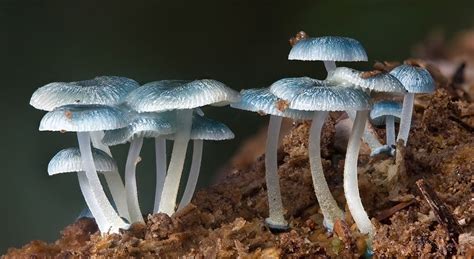 19 Fascinating Facts About Decomposers - Facts.net