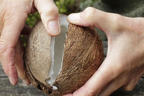 How to Crack and Open a Coconut