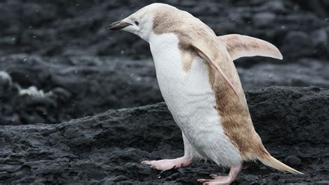 "White," Albino-like Penguin Found in Antarctica