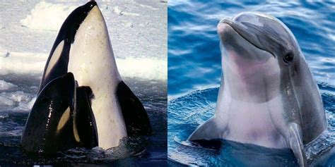 Killer Whale Vs Dolphin