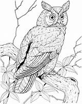 Kids Owl Coloring Page Pages sketch template