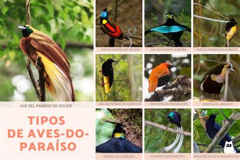 Aves-do-paraíso - Tipos e características