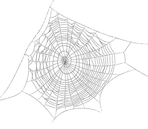 Spider web Web decoration - Spider web spider web pattern cartoon png download - 3600*3144 ...