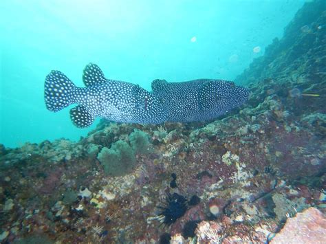 Snorkeling Conchal | Guanacaste sailing charters