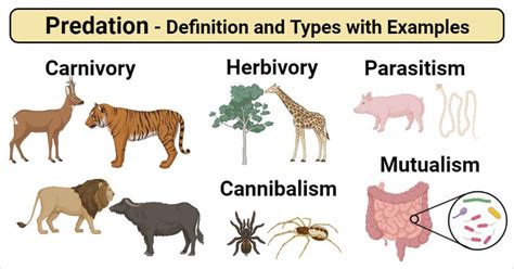 Predation Interaction- Definition and Types with Examples | Predator, Insect species, Saltwater ...