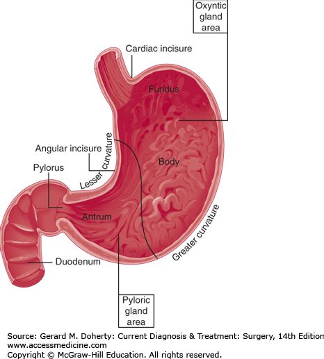 Stomach & Duodenum | Basicmedical Key