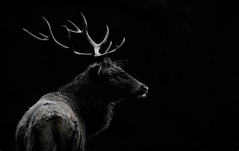 Awesome black and white wildlife photography. #blackandwhitewildlifephotography | Deer art ...