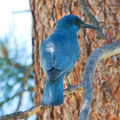 Pinyon Jay | Wild birds, Animal photo, Bird species