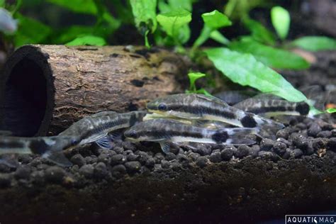 Otocinclus Catfish - Size | Breeding | Tank | Mates | Care - SeaFish