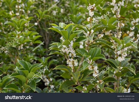 234 Osmanthus Heterophyllus Images, Stock Photos & Vectors | Shutterstock