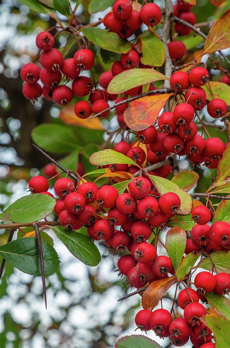 Pyracantha Berries Photograph by Cate Franklyn - Fine Art America