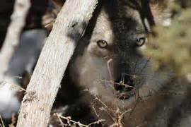Wildlife officials plan first Mexican gray wolf release in four years ...