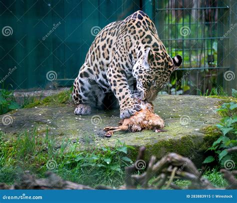 Jaguar in a Zoo Feeding on a Meal of a Dead Chicken Stock Image - Image ...