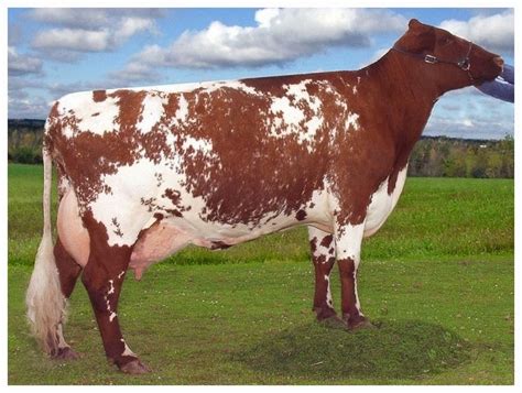 Generalidades de la Ganadería Bovina.: Milking Shorthorn