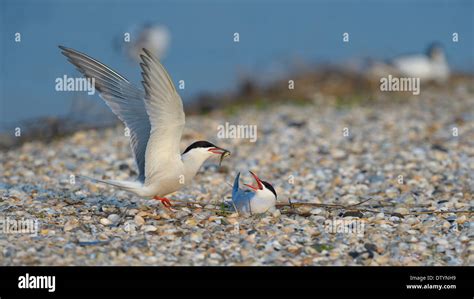 Common Tern (Sterna hirundo), male handing over a bridal gift to a female, breeding colony on a ...