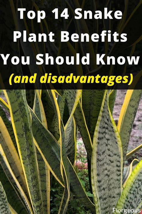 Snake plant benefits | Plant benefits, Snake plant, Snake plant care