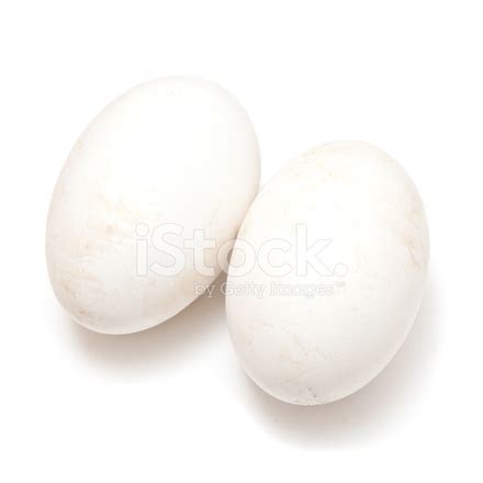 Goose Eggs Stock Photo | Royalty-Free | FreeImages