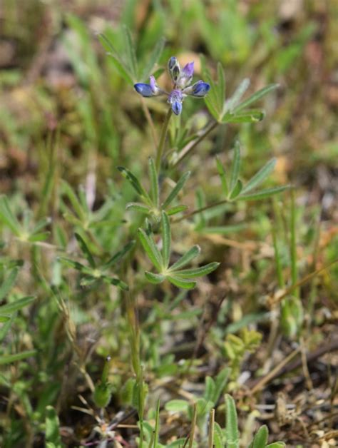 Annual Lupine - Native Plants - CSU Channel Islands