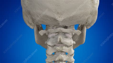 Atlas bone, illustration - Stock Image - F035/2808 - Science Photo Library