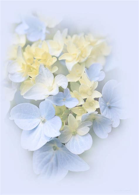 Hydrangea Flowers Blue Pastel Delight Photograph by Jennie Marie Schell