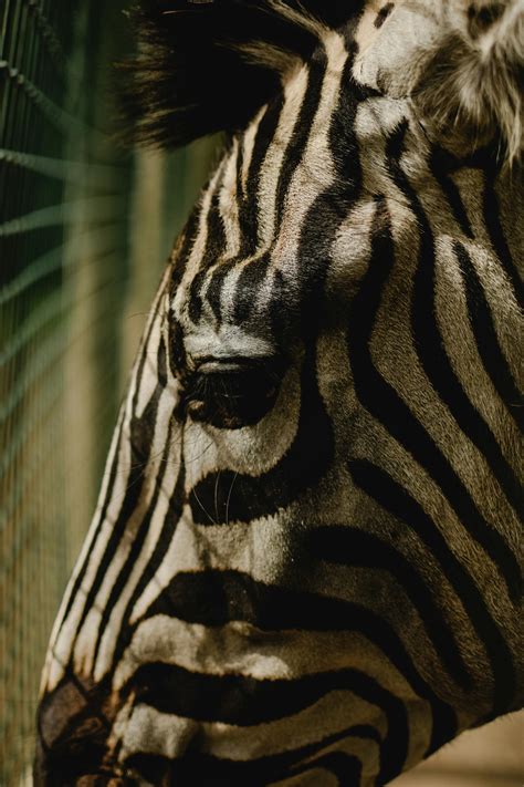 Zebra Animal Head in Close Up Photography · Free Stock Photo