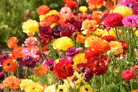 Colorful Flowers Blooming Free Stock Photo - Public Domain Pictures