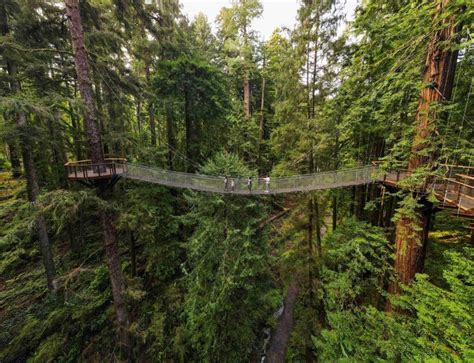 A bird’s eye view: Eureka’s Redwood Sky Walk takes conservation and ...