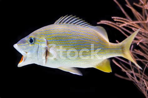 Grunt Fish Stock Photo | Royalty-Free | FreeImages