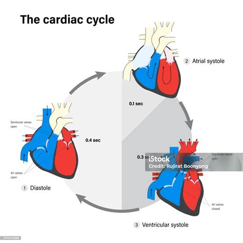 The Cardiac Cycle Human Heart Anatomy Diastole Atrial Systole And Ventricular Systole Stock ...