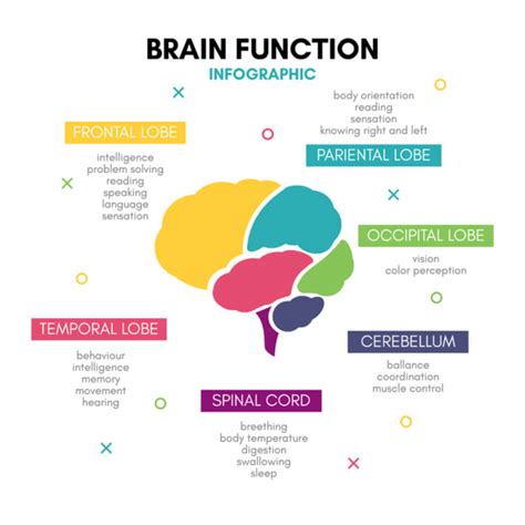 Limbic System - The Definitive Guide | Biology Dictionary