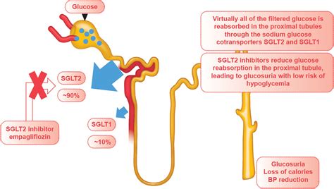 The potential role and rationale for treatment of heart failure with ...