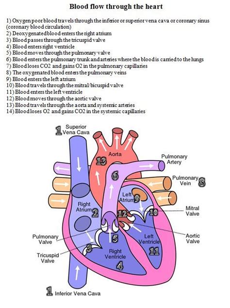 Pin on Nursing School and Education