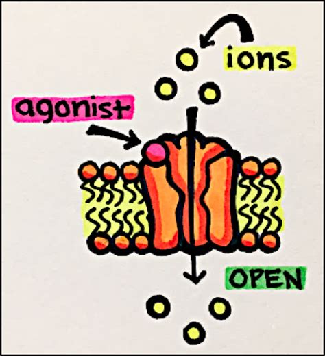 17. Ion Channels – Principles of Pharmacology – Study Guide