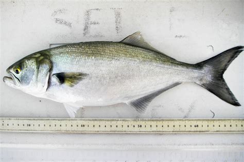 Bluefish | Chesapeake Bay Program