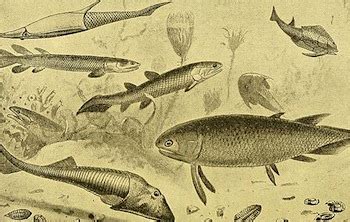 Devonian Period Overview, Environment & Animals | Study.com