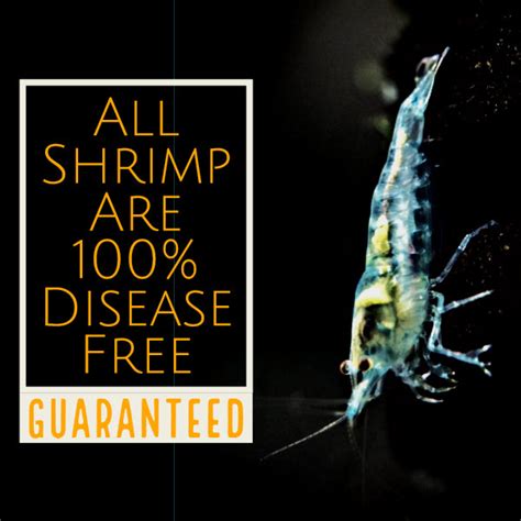 Freshwater Shrimp