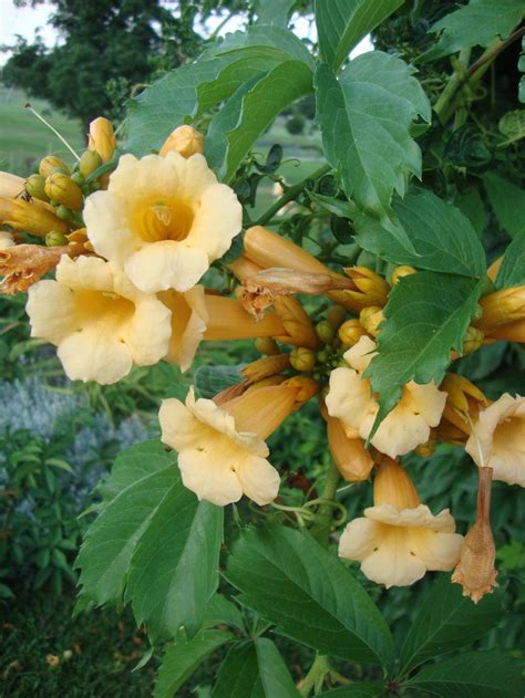 Photo of the bloom of Yellow Trumpet Vine (Campsis radicans 'Flava') posted by Paul2032 - Garden.org