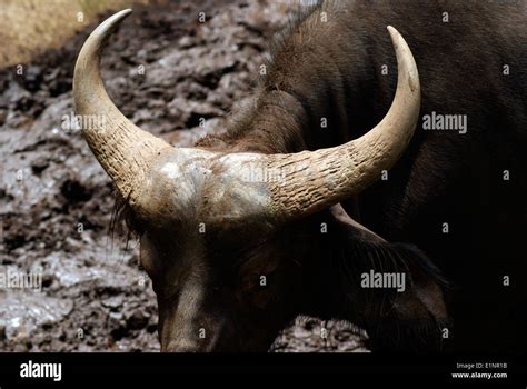 Bison skulls hi-res stock photography and images - Alamy