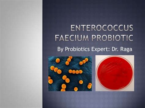 Enterococcus Faecium Probiotic