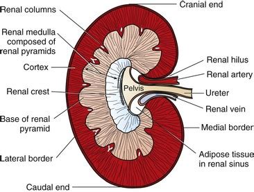 Dog Anatomy Kidney - Anatomy Reading Source